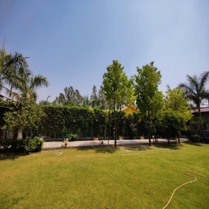 Lawn